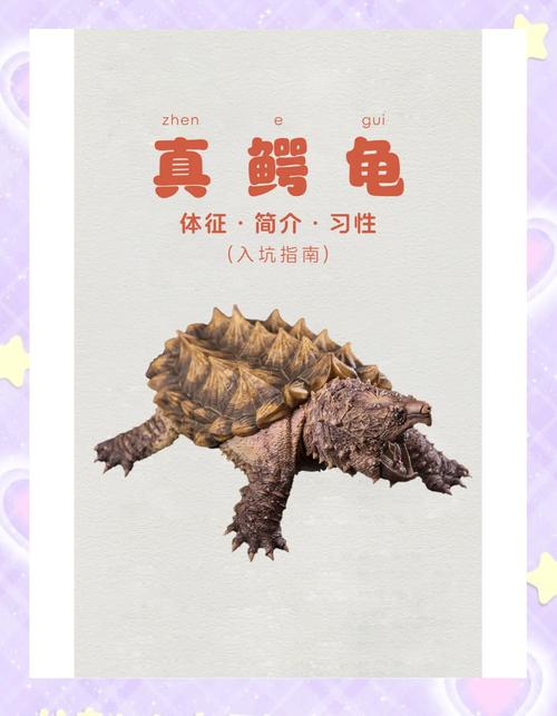 鳄鱼乌龟是两栖动物吗，乌龟鳄鱼不是两栖动物，它们是爬行动物