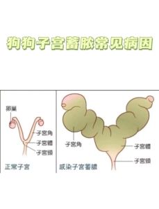 公犬的生殖结构图示，了解它的秘密