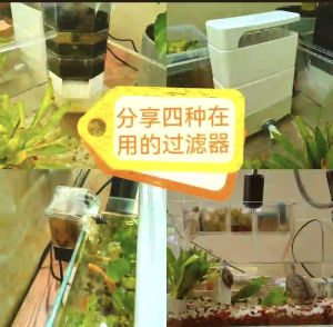 龟缸为什么不建议用过滤器，养龟用不用过滤器？看情况，别太依赖！