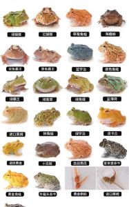 青蛙属于两栖动物吗，水陆两栖，保护环境很重要！