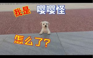 想进屋的小狗是个嘤嘤怪，门口小狗总嘤嘤嘤？快抱抱它！