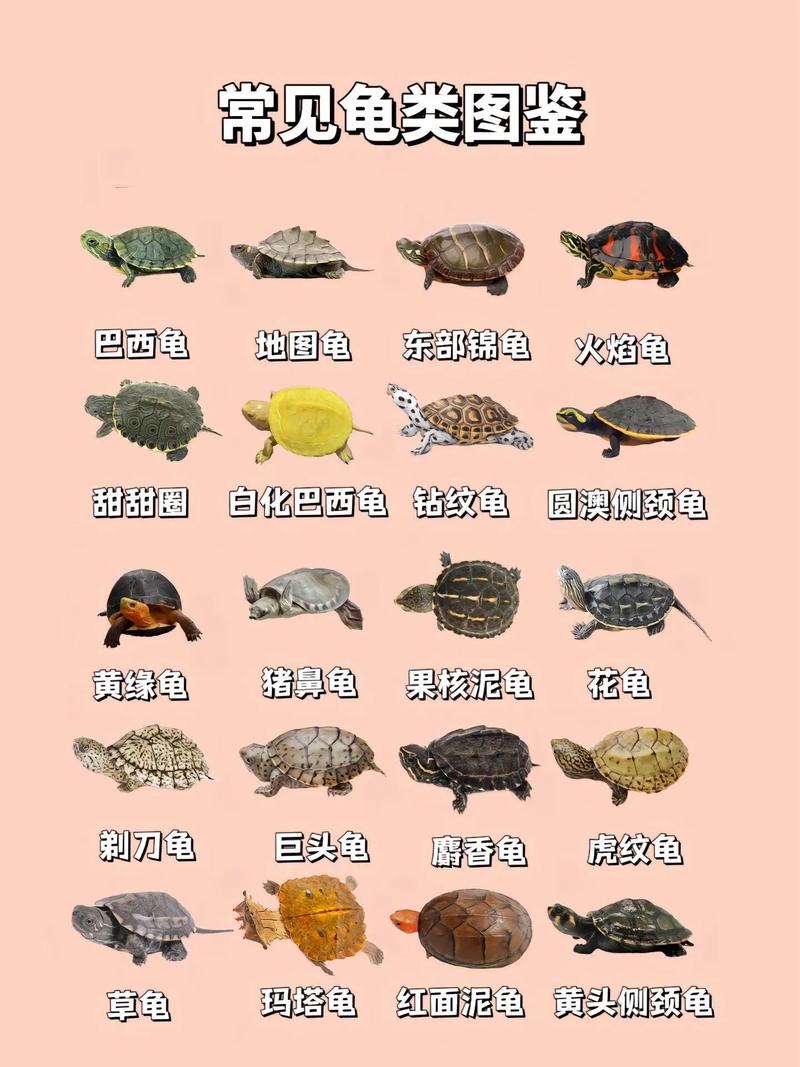 所有的乌龟都会游泳吗,乌龟也会游泳?种类不同能力大不同! 所有的乌龟都会游泳吗,乌龟也会游泳?种类不同能力大不同!