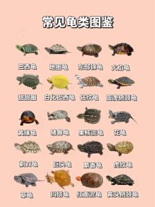 所有的乌龟都会游泳吗，乌龟也会游泳？种类不同能力大不同！