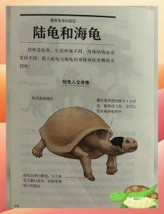 海龟是陆生还是水生，海洋与陆地共生的生命