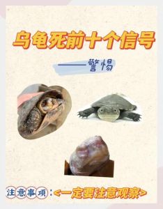 乌龟临终前10个征兆，乌龟快死了怎么办？