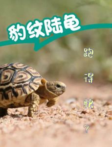 陆龟是什么动物，古老大龟的生存之道