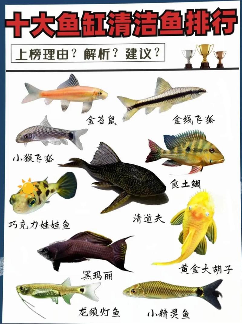 冷水清洁工最好什么鱼，清道夫黑线飞狐小精灵鱼和黑壳迷人虾