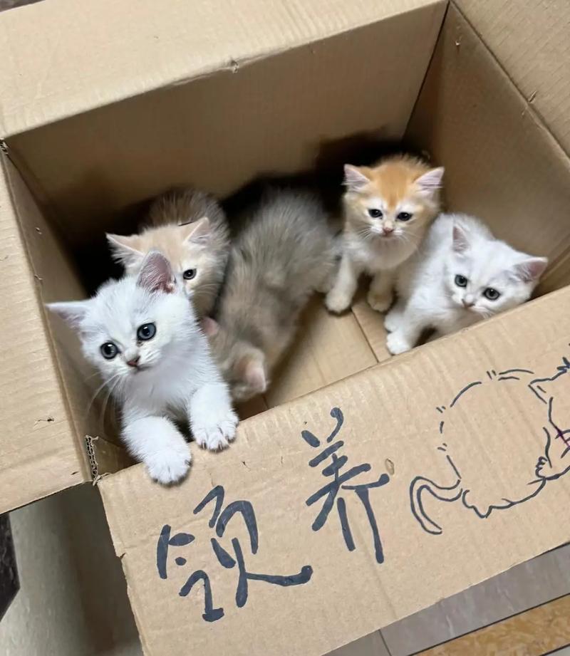 兔子吃十种树叶，槐杨桑叶助消化，刺槐叶最营养！
