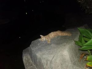 晚上流浪猫会怕手机光照吗，流浪猫怕手机光？多体谅邻居