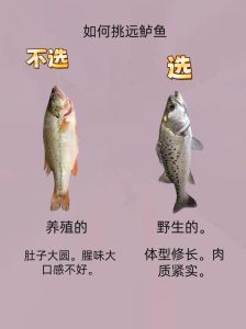鲈鱼和鲫鱼哪个营养高，鲈鱼鲫鱼哪个好？营养对比及食用建议
