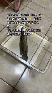 家中养的鱼老从鱼缸跳出，金鱼跳缸咋回事？缺氧吓到水脏太挤了
