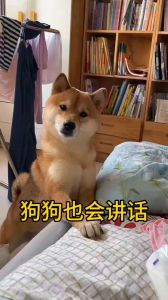 养只可以对话的狗狗太好玩了，会说话的狗狗本，超有趣互动游戏！