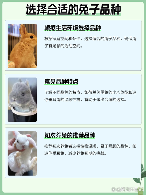 兔子生小兔子养大了怎么办，保暖喂食分笼，悉心照料小兔子