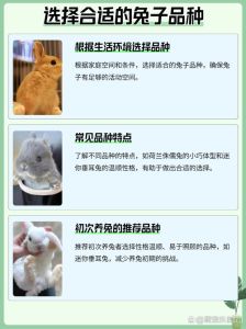 兔子生小兔子养大了怎么办，保暖喂食分笼，悉心照料小兔子