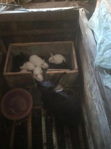 农村散养哪种兔子最好，散养兔子好处多，选对品种管理好