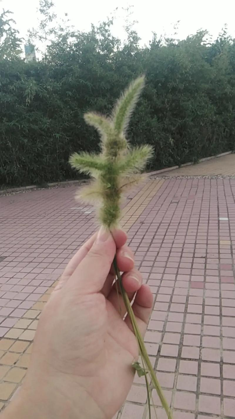 狗尾巴草能喂兔子吗，野草香不等于能喂，哪些能吃哪些不能吃？