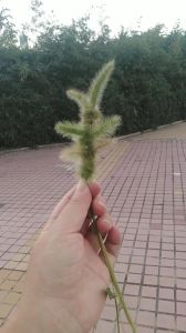 狗尾巴草能喂兔子吗，野草香不等于能喂，哪些能吃哪些不能吃？