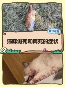 幼猫一切正常突然死亡，幼猫突然死亡原因多，主人需留心观察