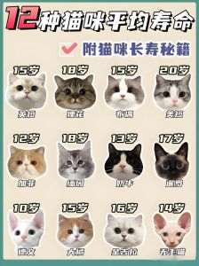 家养猫活到6岁正常吗，6岁猫咪正当年，细心照顾活到十几岁