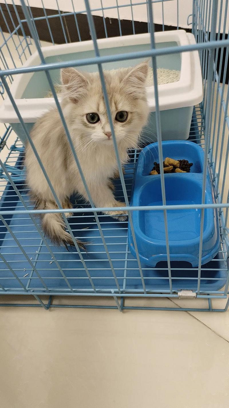 幼猫关笼子里一直叫，猫咪关笼叫唤怎么办？试试这几招！
