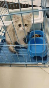 幼猫关笼子里一直叫，猫咪关笼叫唤怎么办？试试这几招！