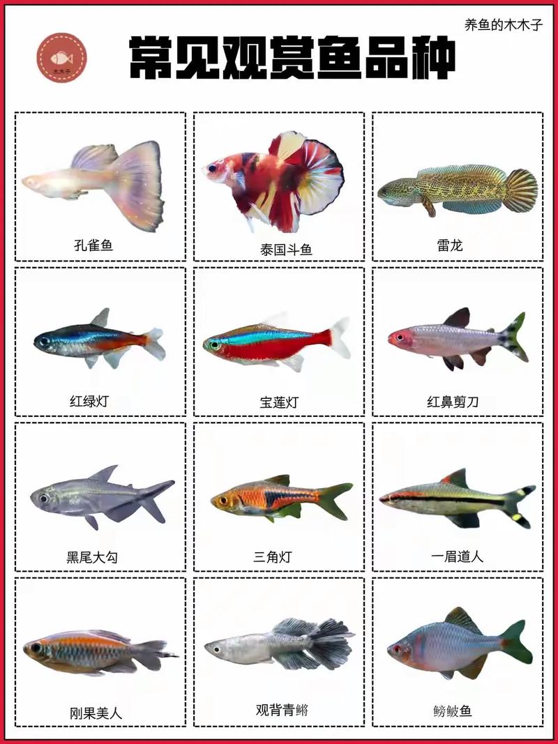 家中观赏鱼养几条最好，养鱼几条合适？风水数字与科学养鱼的平衡之道