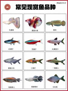 家中观赏鱼养几条最好，养鱼几条合适？风水数字与科学养鱼的平衡之道