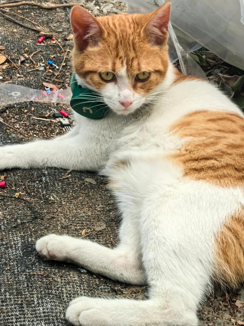 公猫跑丢了会自己回家吗,猫咪时而冷淡时而粘人,走丢后能否回家看性格和运气 公猫跑丢了会自己回家吗,猫咪时而冷淡时而粘人,走丢后能否回家看性格和运气