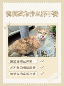 流浪猫从小养能养熟吗，耐心等小流浪猫变粘人猫