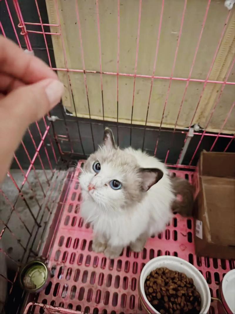 流浪布偶猫养的熟吗,流浪猫认主信号,新手养猫避坑 流浪布偶猫养的熟吗,流浪猫认主信号,新手养猫避坑