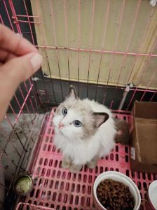 流浪布偶猫养的熟吗，流浪猫认主信号，新手养猫避坑