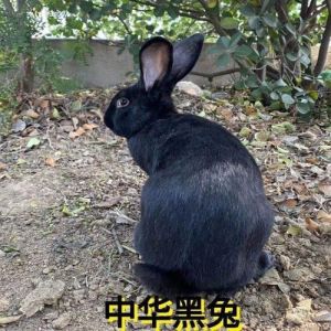 中华黑兔容易养吗，黑兔养殖火热，肉嫩营养，专家培育，市场前景好