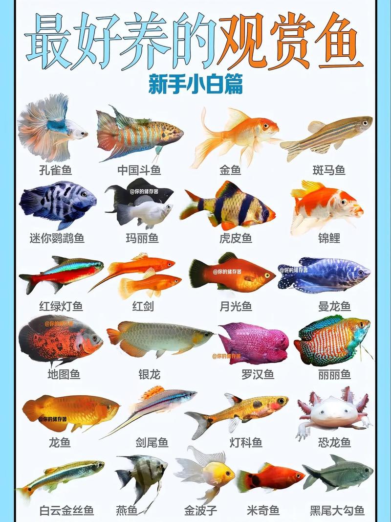 养鱼人千万别触碰的鱼,避坑选鱼,科学养出健康活泼鱼! 养鱼人千万别触碰的鱼,避坑选鱼,科学养出健康活泼鱼!