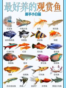 养鱼人千万别触碰的鱼，避坑选鱼，科学养出健康活泼鱼！