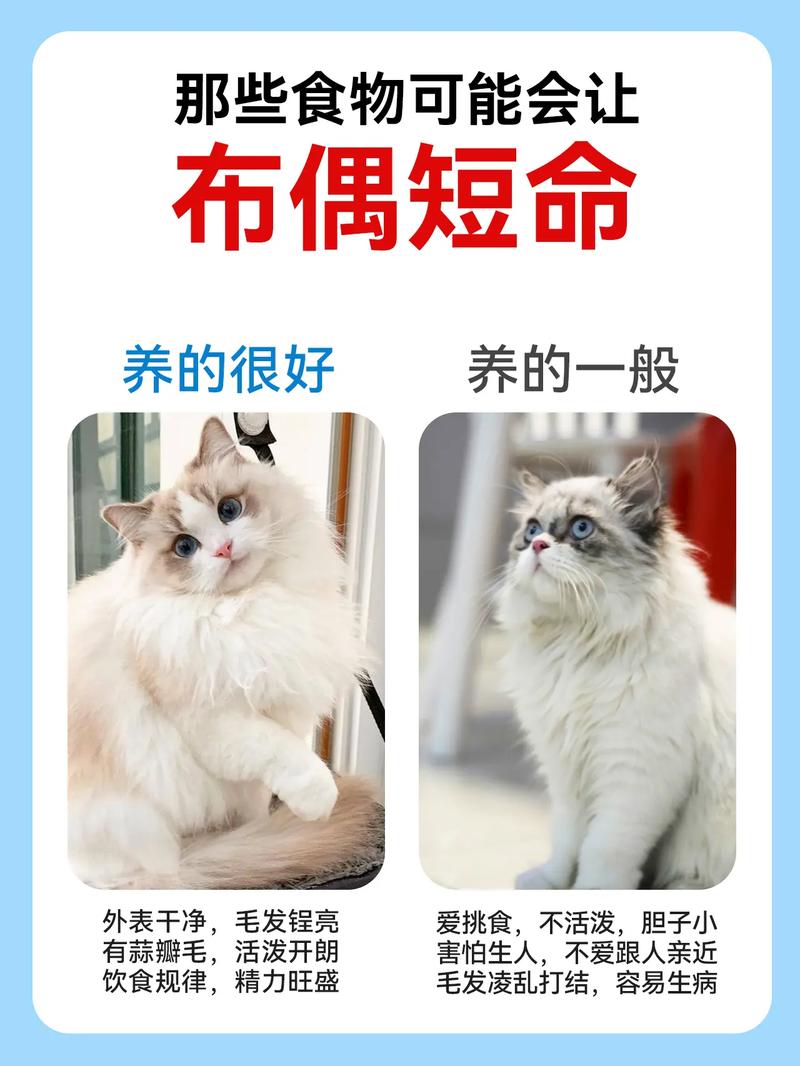 杨了好几年的猫不想养了怎么办,养猫遇难题?分养零食耐心等,别乱扔,生病早发现 杨了好几年的猫不想养了怎么办,养猫遇难题?分养零食耐心等,别乱扔,生病早发现