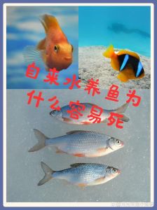 我不养鱼的原因，客厅放鱼缸风水讲究多，养鱼需谨慎