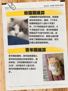 自制兔笼100种简单，自制兔笼省钱又贴心，旧物改造超实用！