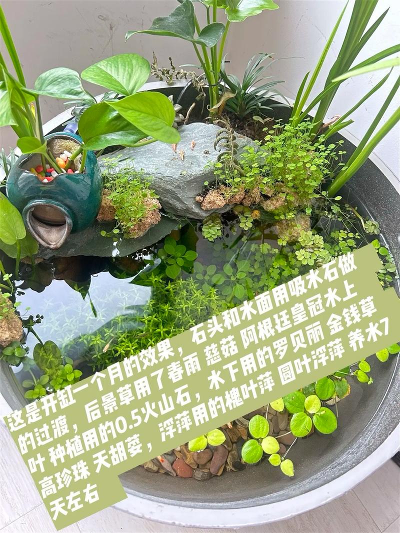 热带鱼开缸养水的步骤,耐心细致,打造健康小生态 热带鱼开缸养水的步骤,耐心细致,打造健康小生态