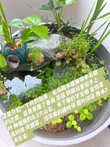 热带鱼开缸养水的步骤，耐心细致，打造健康小生态