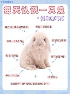 哪种兔子好养不容易死，选对兔子品种很重要，新手养兔指南