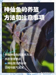 神仙鱼混养最忌三种鱼，哪些鱼能一起养？