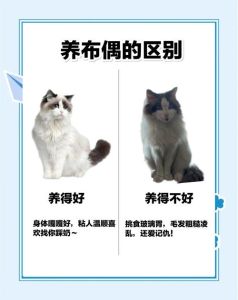 猫猫散养还是笼养，养猫放养还是关笼？看猫性子选方式！