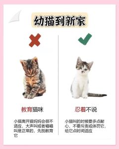 养10条鱼算几条，数量有讲究，科学搭配更舒心