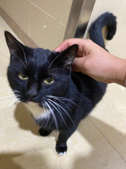 主人很久没回家猫会怎么样,猫咪黏人怕你离开,最多别留它两天! 主人很久没回家猫会怎么样,猫咪黏人怕你离开,最多别留它两天!