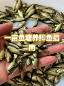 鱼缸养鲫鱼能养大吗，养锦鲤想让它长到大？这事儿靠谱！