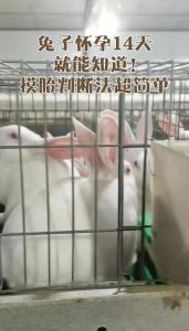 兔子怀孕多久能下崽，兔子怀胎30-32天，观察衔草拉毛判断临产，准备产箱细心护理