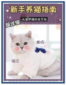 捉猫回家养有什么讲究，领养流浪猫，耐心陪伴，给它温暖家