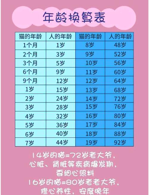 一5岁猫等于人几岁，五岁猫37岁？猫咪年龄对照表，爱猫必看！