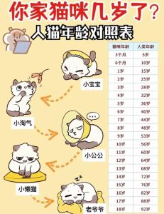 猫6岁相当于人几岁，猫咪6岁相当于45岁，需细心照顾