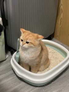 农村的猫突然在床上拉屎，猫咪床上便便怎么办？排查原因耐心引导
